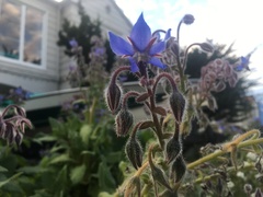 Borago