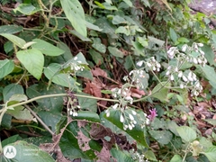 Peteravenia schultzii