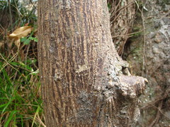 Picrasma quassioides