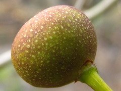 Ficus erecta