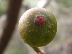 Ficus erecta