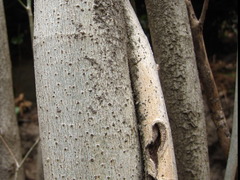 Ficus erecta