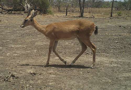 Oribi