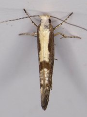 Argyresthia conjugella