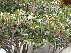 Ternstroemia