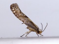 Argyresthia conjugella
