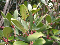Ternstroemia