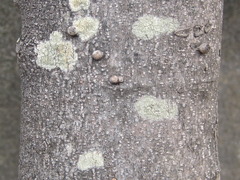 Ternstroemia