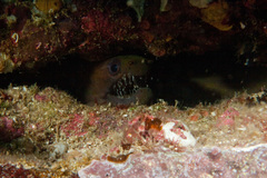 Enchelycore octaviana