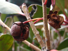 Ternstroemia
