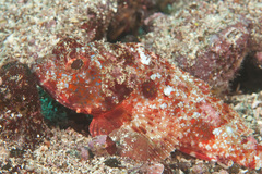 Player Scorpionfish photo 1