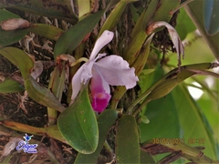 Cattleya trianae