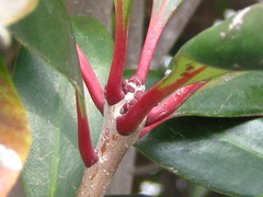 Ternstroemia