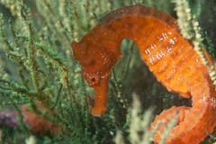 Pacific Seahorse photo 3