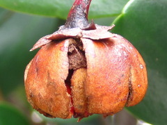 Ternstroemia