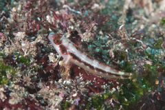 Lepidonectes corallicola