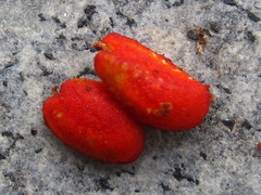 Ternstroemia