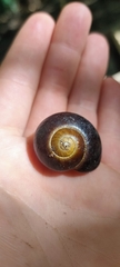 Victaphanta compacta