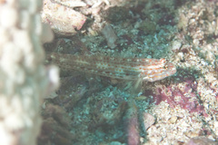 Coryphopterus urospilus