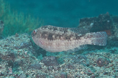 Loosetooth Parrotfish photo 5