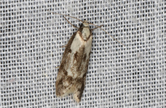 Palimmeces variegata