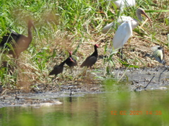 Jacana jacana hypomelaena