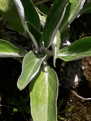 Celmisia holosericea