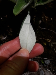 Celmisia holosericea