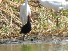 Jacana jacana hypomelaena