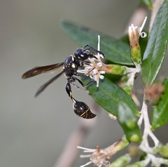 Zethus miscogaster