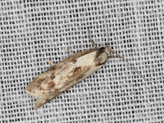 Palimmeces variegata