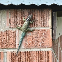 Sceloporus cyanogenys