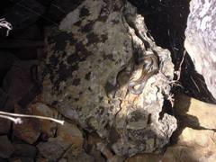 Elaphe quatuorlineata