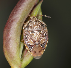 Anischys luteovarius