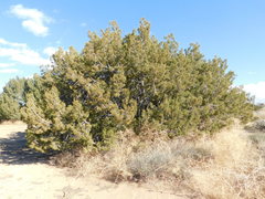 Juniperus