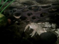 Cambarellus montezumae