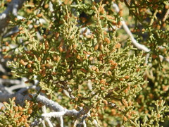 Juniperus