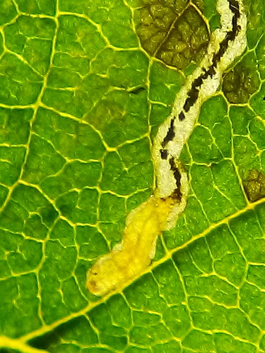 Hazel Leafminer Moth