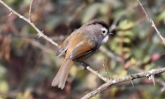 Fulvetta ruficapilla