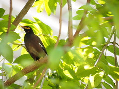 Acridotheres tristis