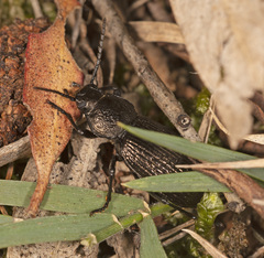 Adelium tenebrioides