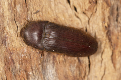 Phaenocerus subclavatus
