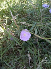 Ipomoea ternifolia