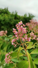 Miconia xalapensis