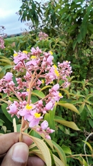 Miconia xalapensis