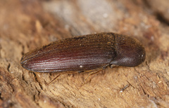 Phaenocerus subclavatus