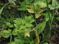 Ranunculus cantoniensis