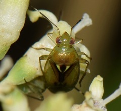 Proba vittiscutis
