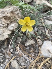 Senna pumilio