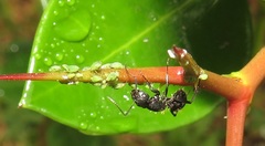 Camponotus niveosetosus